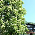 Sonnenblick Apartman *